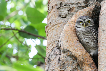 Spotted owlet in nature, Thailand