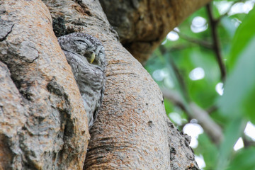 Spotted owlet in nature, Thailand