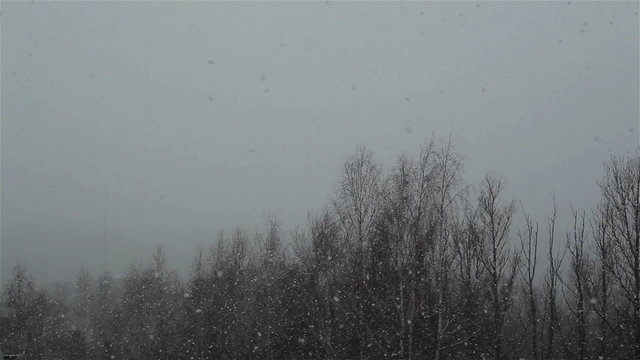 Heavy snow falling in wooded area
