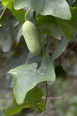 ivy gourd fruit in garden 