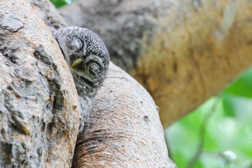 Spotted owlet in nature, Thailand