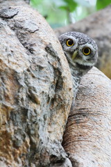 Spotted owlet in nature, Thailand
