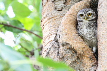 Spotted owlet in nature, Thailand