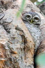 Spotted owlet in nature, Thailand
