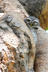 Spotted owlet in nature, Thailand