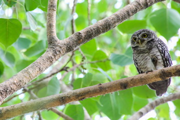 Spotted owlet in nature, Thailand