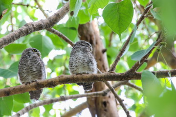 Spotted owlet in nature, Thailand