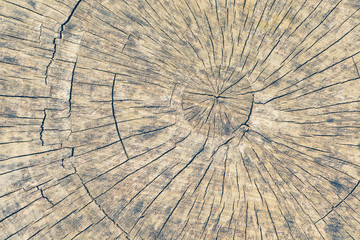 Fototapeta premium White leather belt with blue denim jean and shirt