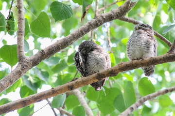 Spotted owlet in nature, Thailand
