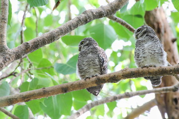 Spotted owlet in nature, Thailand
