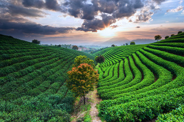 Tea Plantations under sky