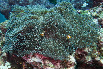Underwater photography of fishes in a sea anemone
