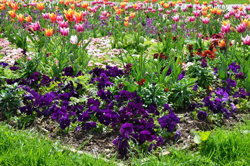 Frühlingsblumenmix Stiefmütterchen mit Tulpen