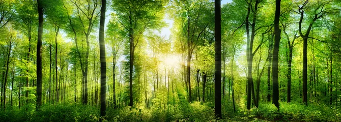 Papier Peint photo Panoramique Panorama forestier avec rayons de soleil