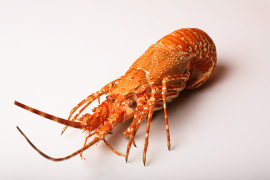 Aragosta