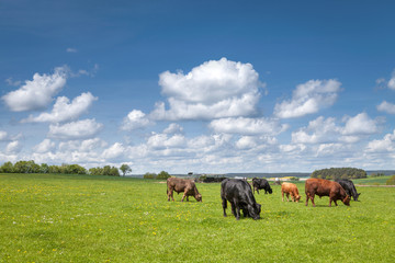 Fototapeta na wymiar Große Weide mit Rindern
