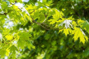 Green maple leaves close up