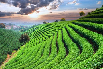 Foto auf Acrylglas Tea Plantations under sky © zhu difeng