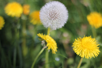 pusteblume