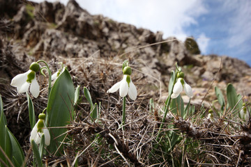Snowdrops
