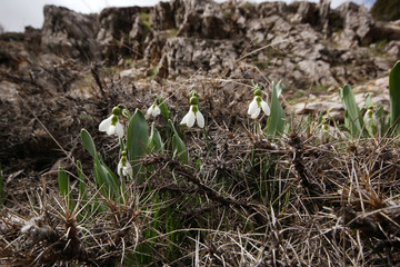 Snowdrops