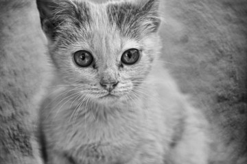 piccolo gattino  dagli occhi teneri