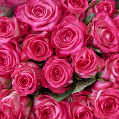 fresh rose flowers closeup, natural background