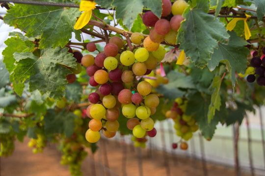 grapes in the garden