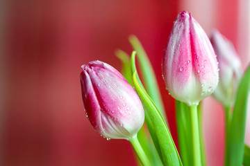 Spring tulip flowers.