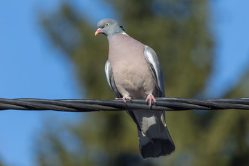 Woodpigeon on a wire