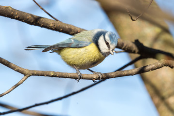 Blue tit portrait. Looking in the camera