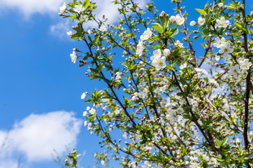 Bloom on the tree in spring