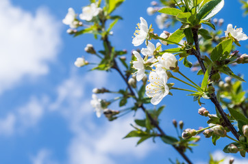 Flowers on the tree branch in blue sky