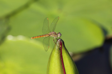 Dragonflies and lotus