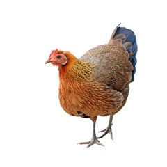 hen