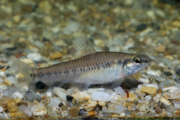 Characid fish