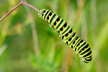 Colored caterpillar