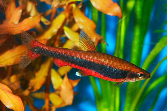 Nannostomus fish