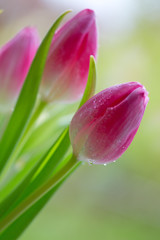 Spring tulip flowers.