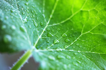 Green leaf  with water drops.