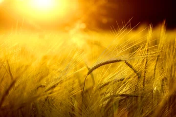 Plexiglas foto achterwand Barley field in golden glow of evening sun © zlikovec
