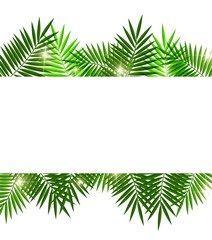 Leaves of palm tree on white background