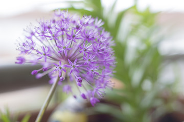 Allium aflatunense, fleur violette.