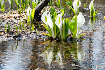 ミズバショウ
