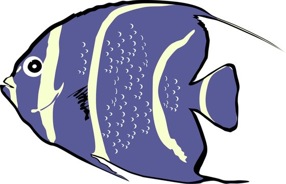 Pomacanthus paru