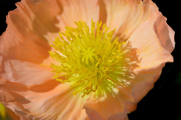 Makro von Mohnblume vor schwarzem Hintergrund