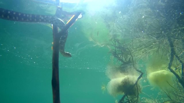 Dice snake floats on water surface, view from under water
