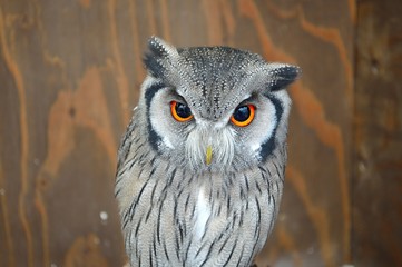 ふくろう