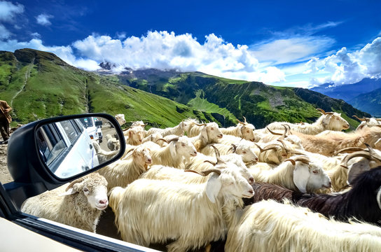Many goats on the road