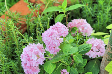 hydrangeas pink flowers in the nature